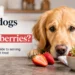 Can dogs eat strawberries